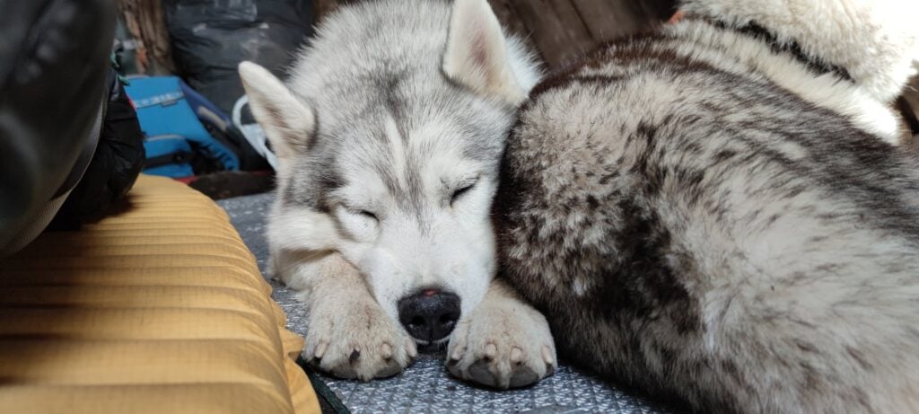 Älterer Schlittenhund auf einem Spaziergang