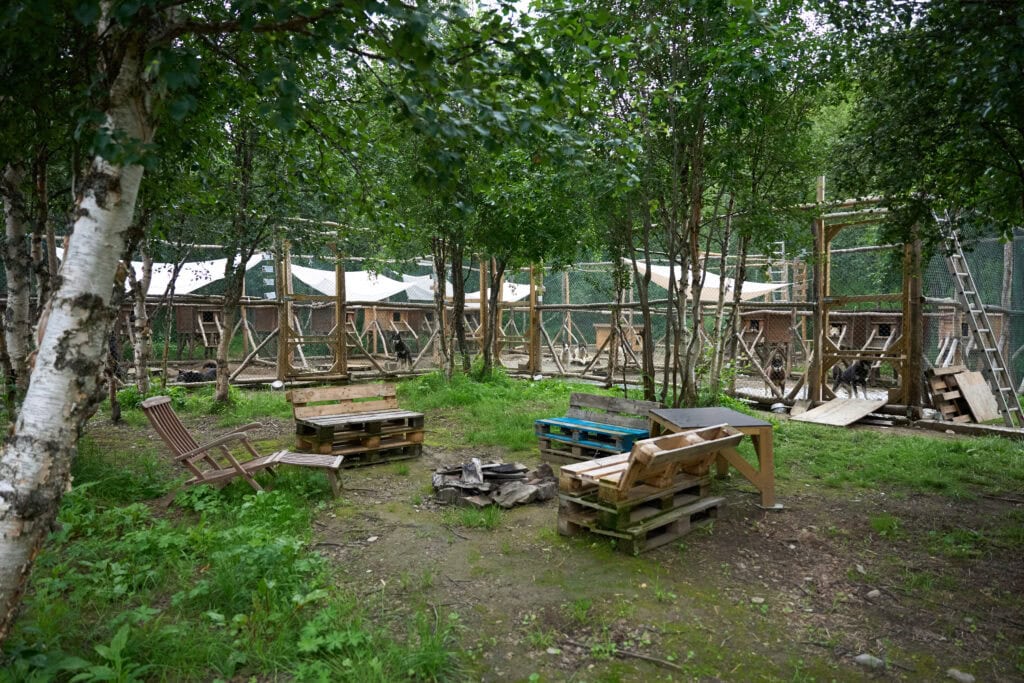 Huskys in einem Gehege zwischen Bäumen