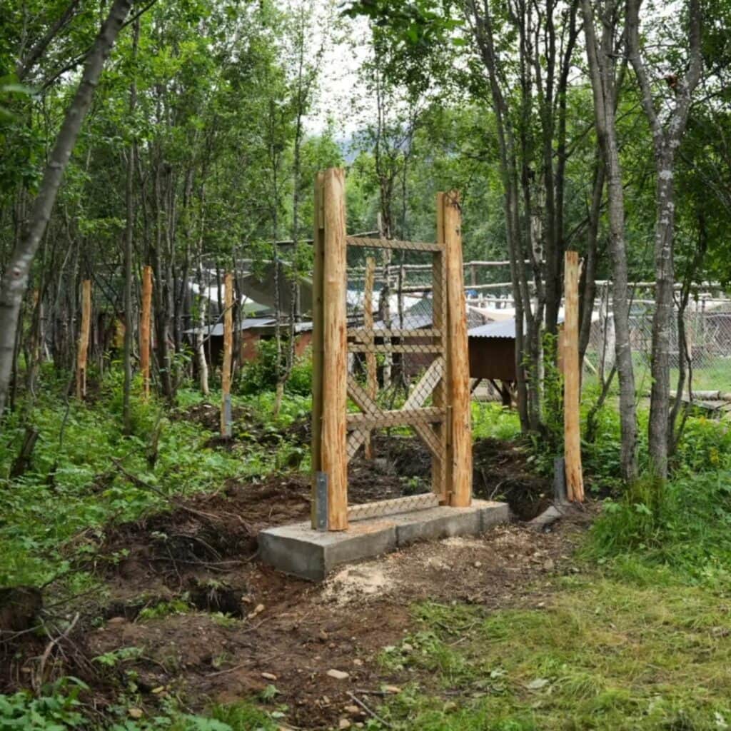 The first posts for the free-run area standing in the birch forest