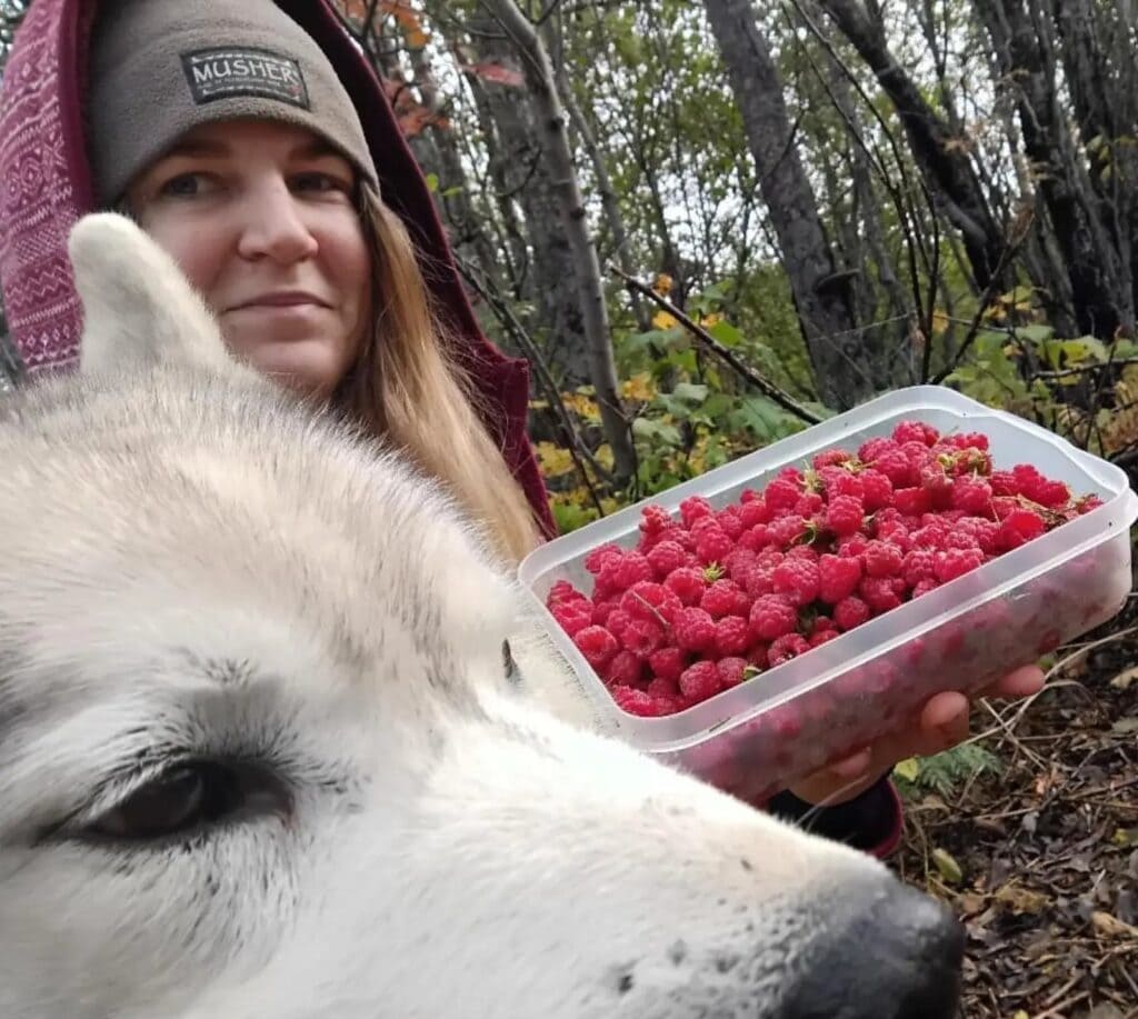 Bowl with freshly picked raspberries, a husky's head in the foreground