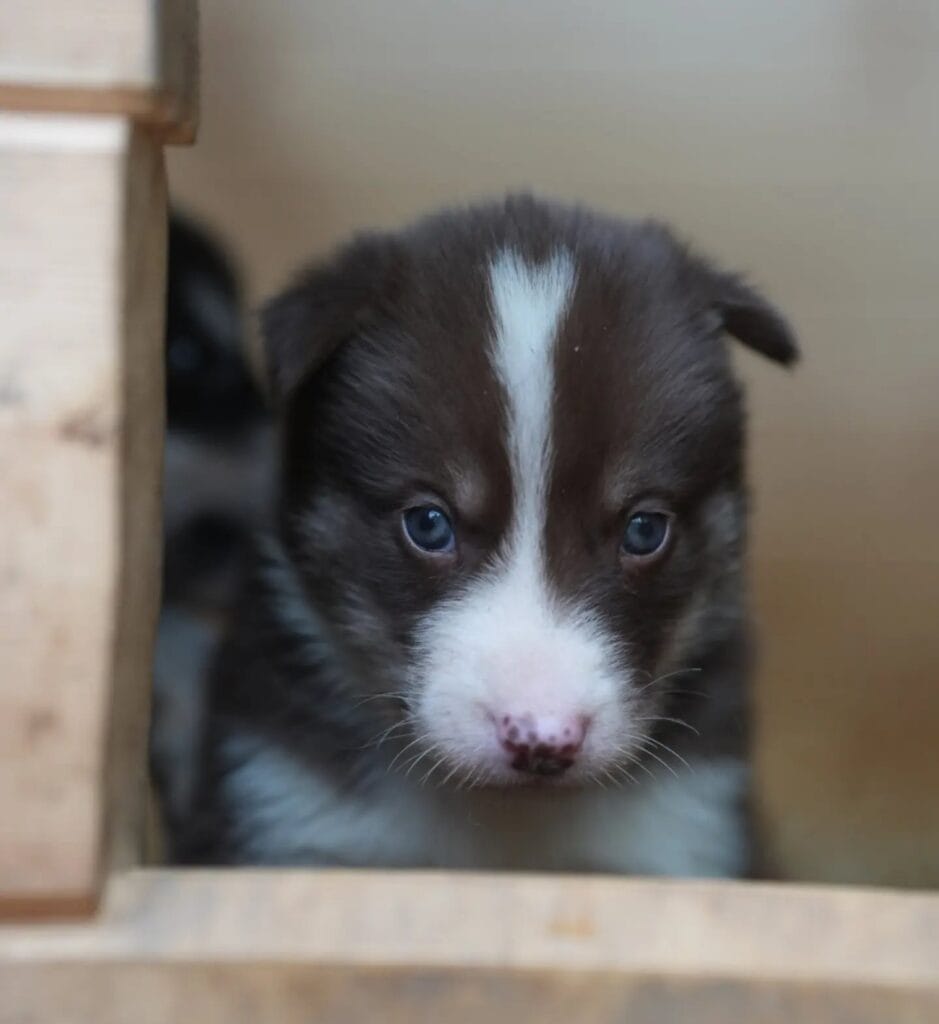 Husky puppy with a white blaze looks out of the doghouse