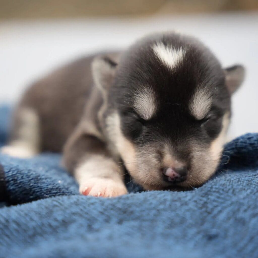 Husky puppy with light markings sleeps on a blue blanket
