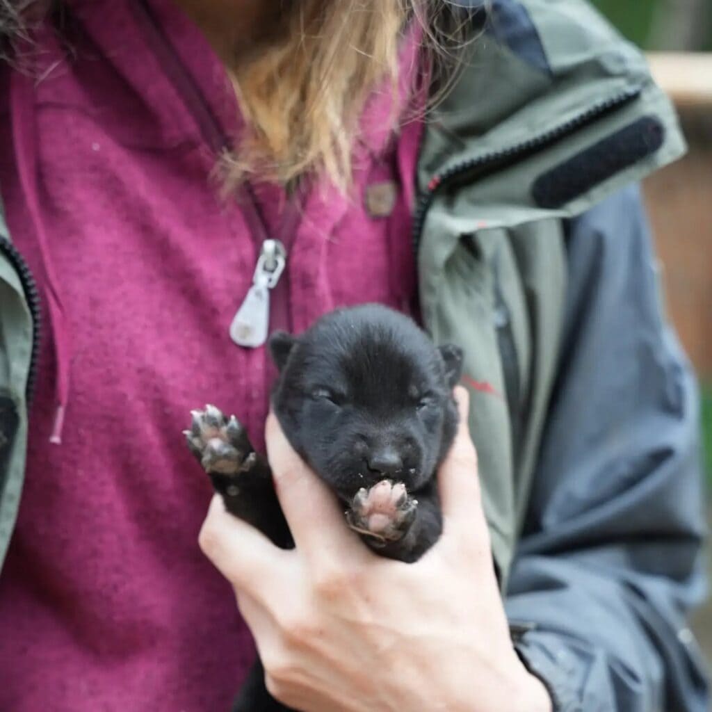 A few-day-old black husky puppy lies in a hand