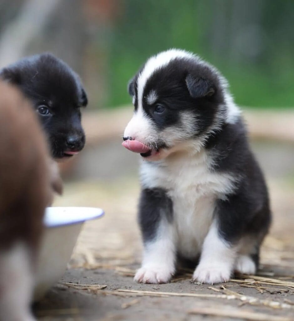 Two husky puppies next to a food bowl, one black and white