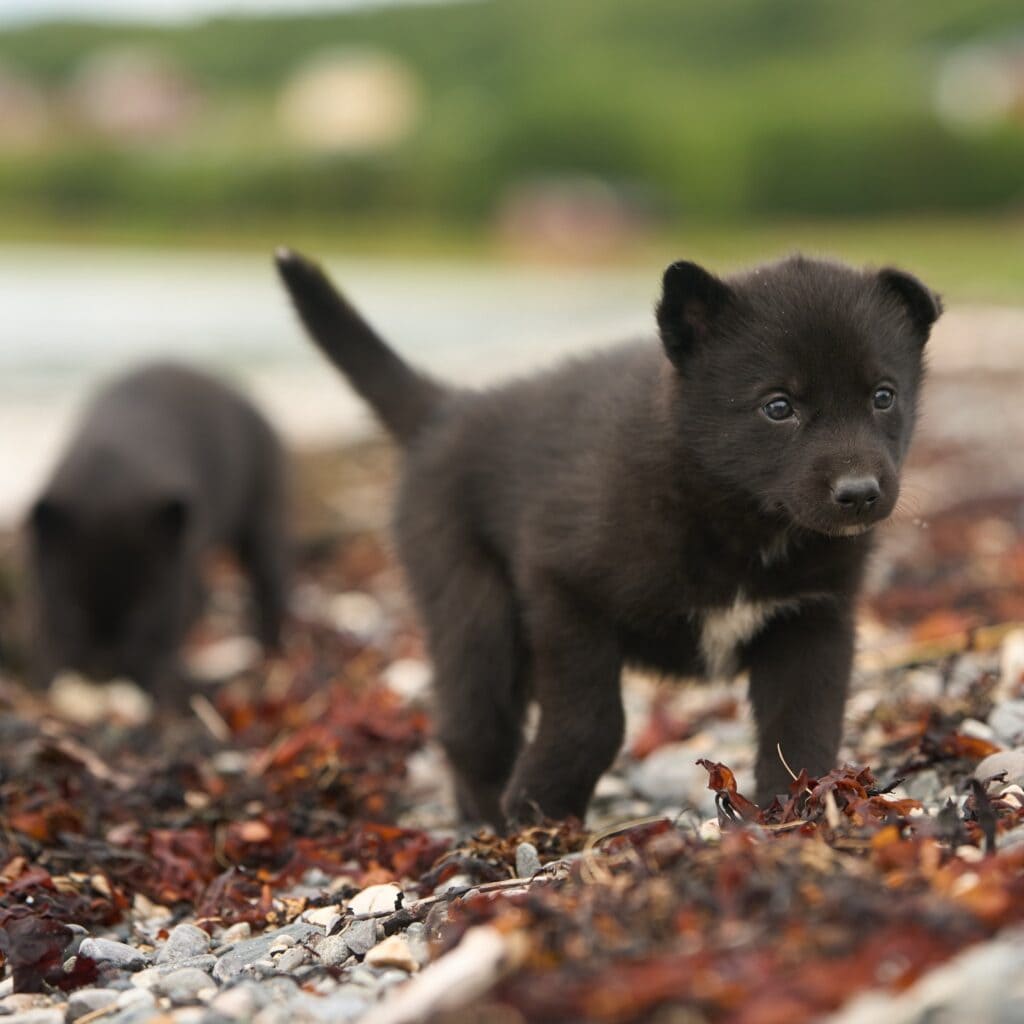 Husky puppies explore the beach at the fjord on their first outing