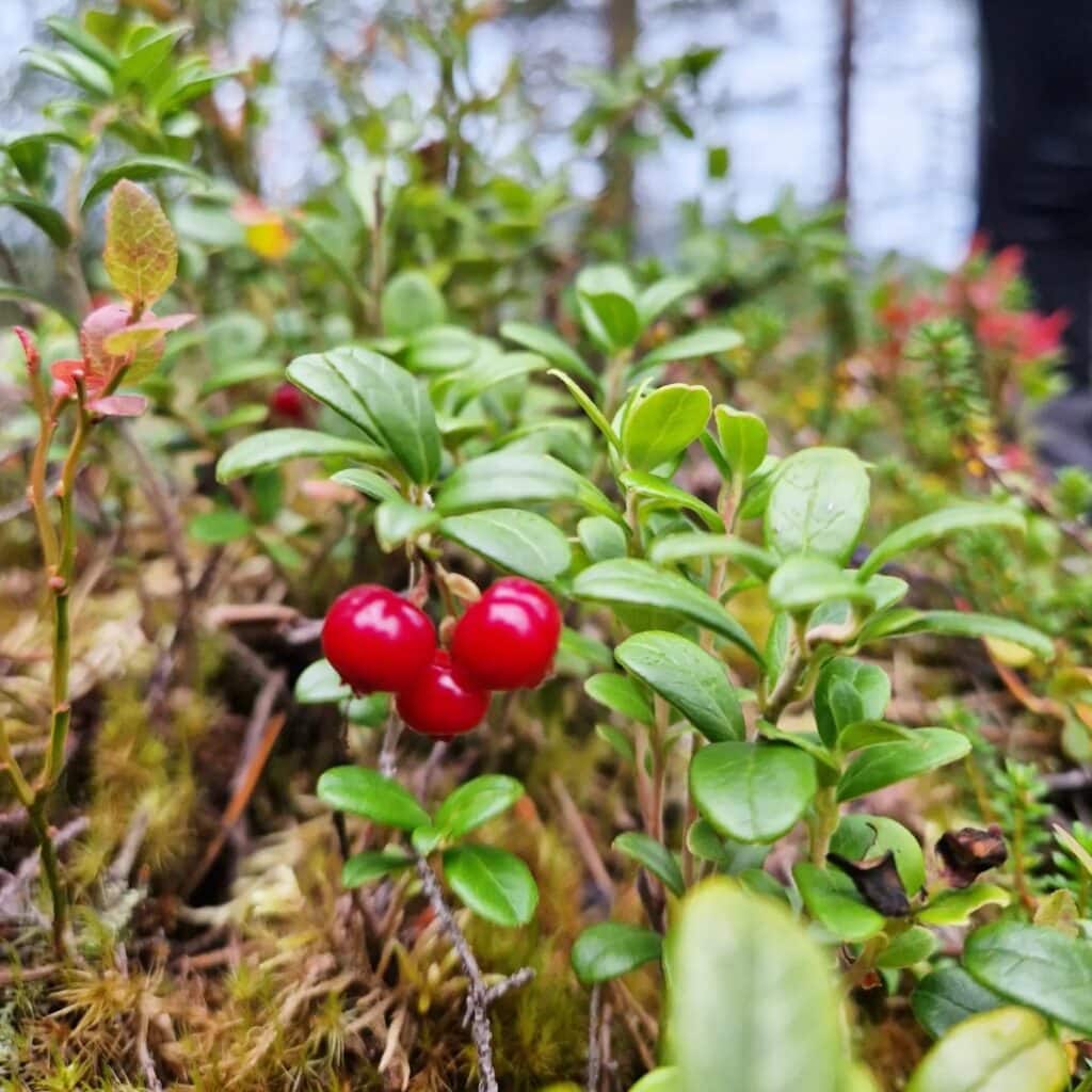 Ripe cranberries among green leaves