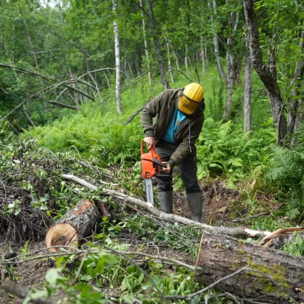Cutting thin trunks in our own forest with a chainsaw